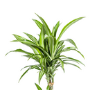 Dracaena Raya Blanca con macetero