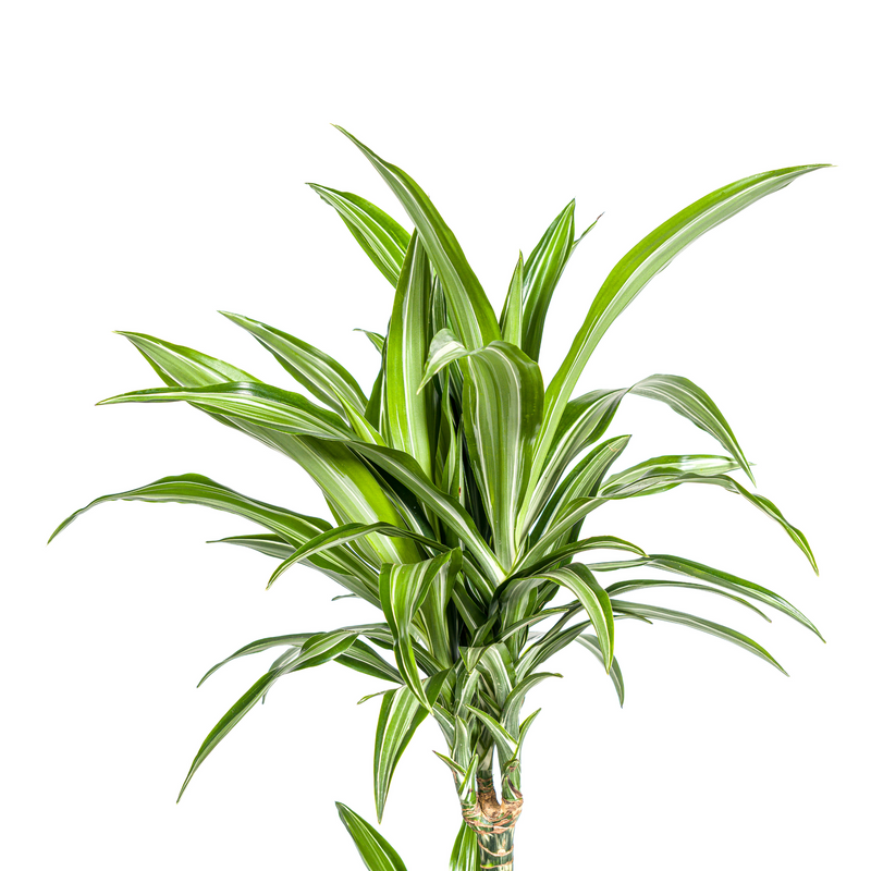 Dracaena Raya Blanca con macetero