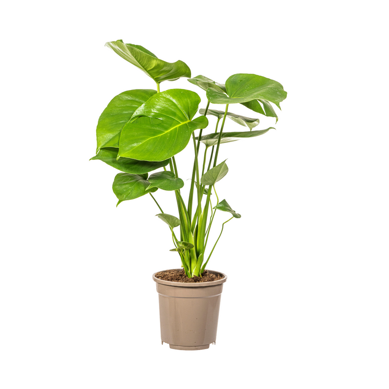 Monstera Deliciosa