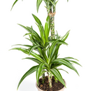 Dracaena Raya Blanca con macetero
