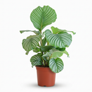 Calathea Orbifolia – Planta pavo real | Maceta 21 cm, Altura 60 cm