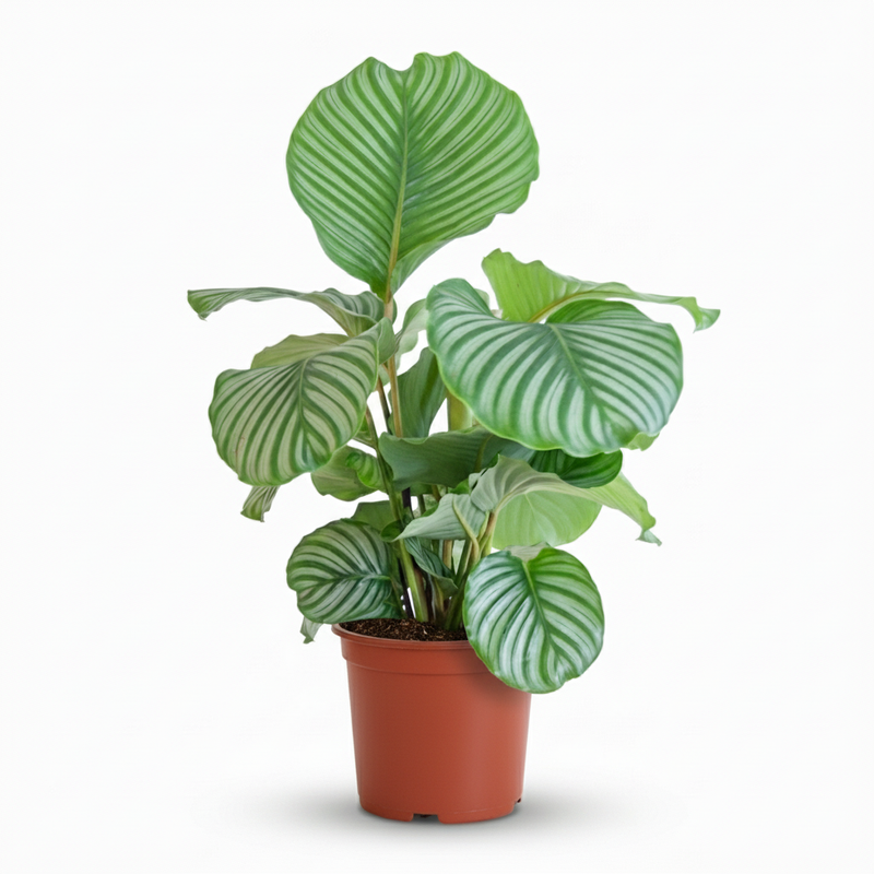 Calathea Orbifolia – Planta pavo real | Maceta 21 cm, Altura 60 cm
