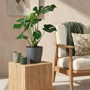 Monstera Deliciosa – Planta de hoyo | Tamaño grande, Maceta 21 cm