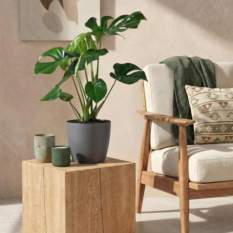 Monstera Deliciosa – Planta de hoyo | Tamaño grande, Maceta 21 cm