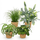 Mezcla de plantas aptas para mascotas x4: Chlorophytum, Cyperus, Phlebodium, Marantha