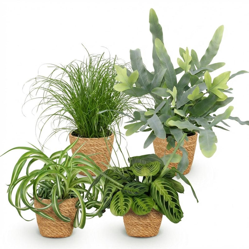 Mezcla de plantas aptas para mascotas x4: Chlorophytum, Cyperus, Phlebodium, Marantha