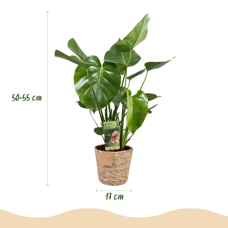 Monstera Deliciosa con Cesta – Planta Agujerada | Maceta 17 cm, Altura 50-55 cm