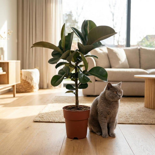 Ficus Elastica Cloe – Planta de caucho | Maceta 19 cm, Altura 60 cm