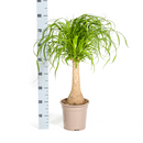 Beaucarnea Recurvata - Baúl con maceta