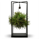 Tillandsia – Planta de aire decorativa | Ø 14 Cm, Alto 37 Cm