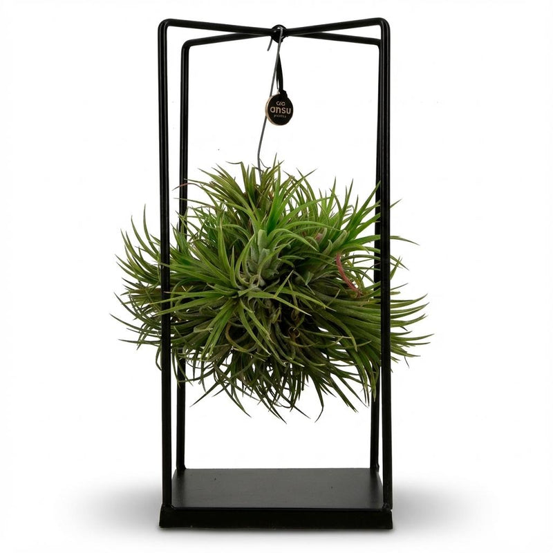 Tillandsia – Planta de aire decorativa | Ø 14 Cm, Alto 37 Cm