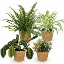 Mezcla de plantas aptas para mascotas x4: Chlorophytum, Maranta, Callisia, Nephrolepis