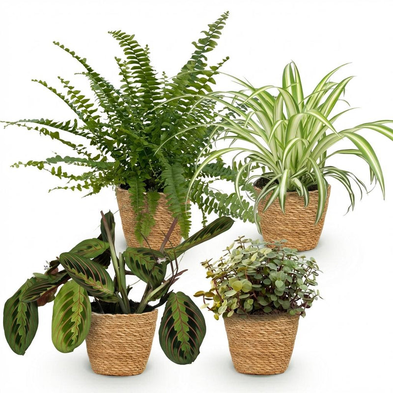 Mezcla de plantas aptas para mascotas x4: Chlorophytum, Maranta, Callisia, Nephrolepis