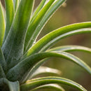Tillandsia – Planta de aire decorativa | Ø 14 Cm, Alto 37 Cm