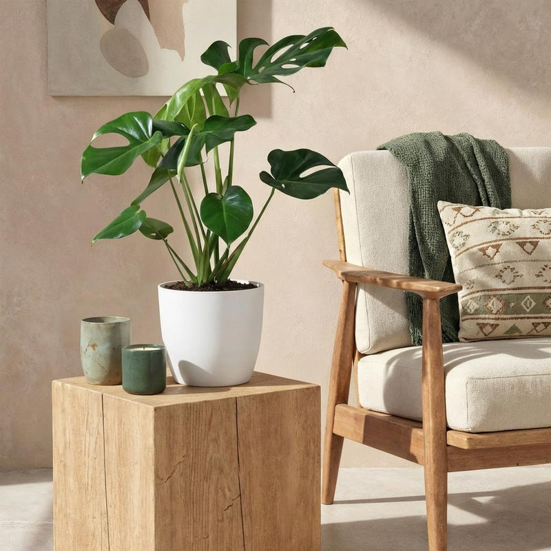 Monstera Deliciosa – Planta de hoyo | Tamaño grande, Maceta 21 cm