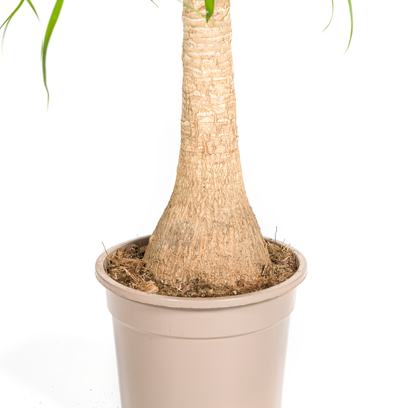 Beaucarnea Recurvata - Baúl con maceta