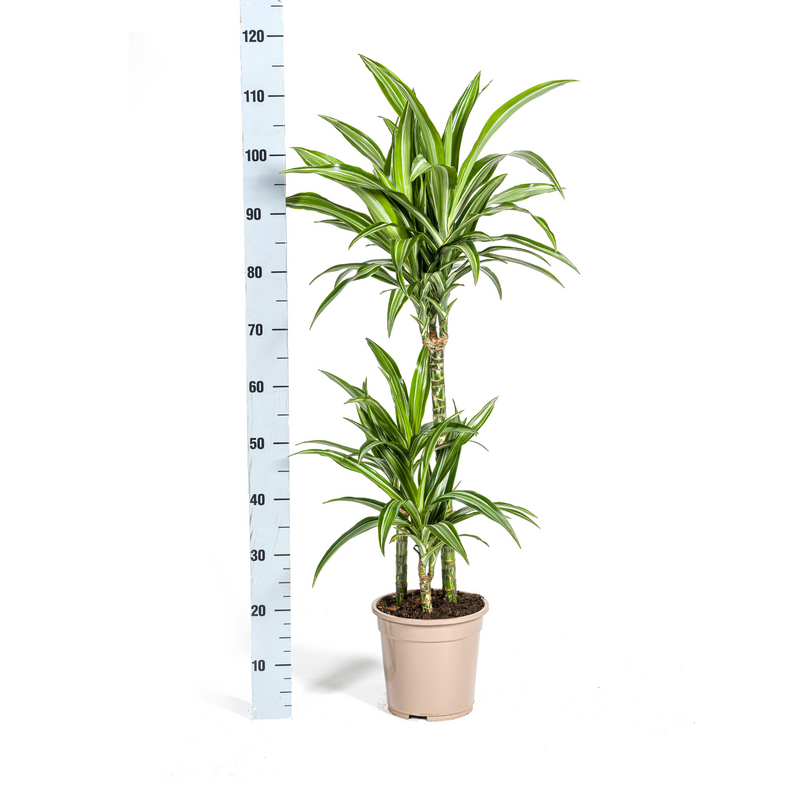 Dracaena Raya Blanca con macetero