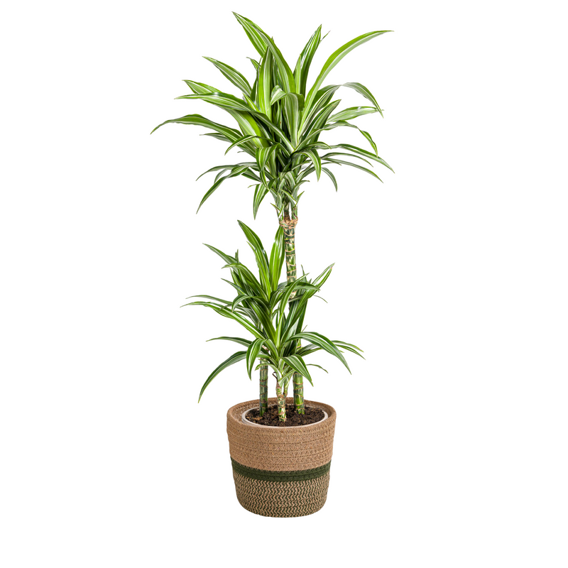 Dracaena Raya Blanca con macetero