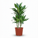 Dracaena Janet Craig – Dracanea interior