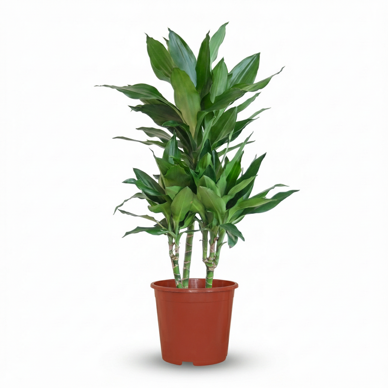 Dracaena Janet Craig – Dracanea interior