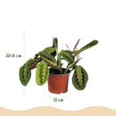 Mezcla de plantas aptas para mascotas x4: Chlorophytum, Maranta, Callisia, Nephrolepis