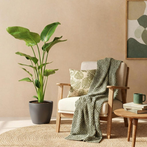 Strelitzia Nicolai – Ave del paraíso | Tamaño grande, Maceta 21 cm