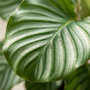 Calathea Orbifolia – Planta pavo real | Maceta 21 cm, Altura 60 cm