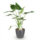 Alocasia Cucullata – Mano de Buda | Maceta 17cm