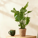 Monstera Deliciosa – Planta de hoyo | Maceta 17 cm, Altura 50-55 cm