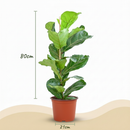 Ficus Lyrata - Higuera violín | Maceta 21 cm, Altura 75 cm