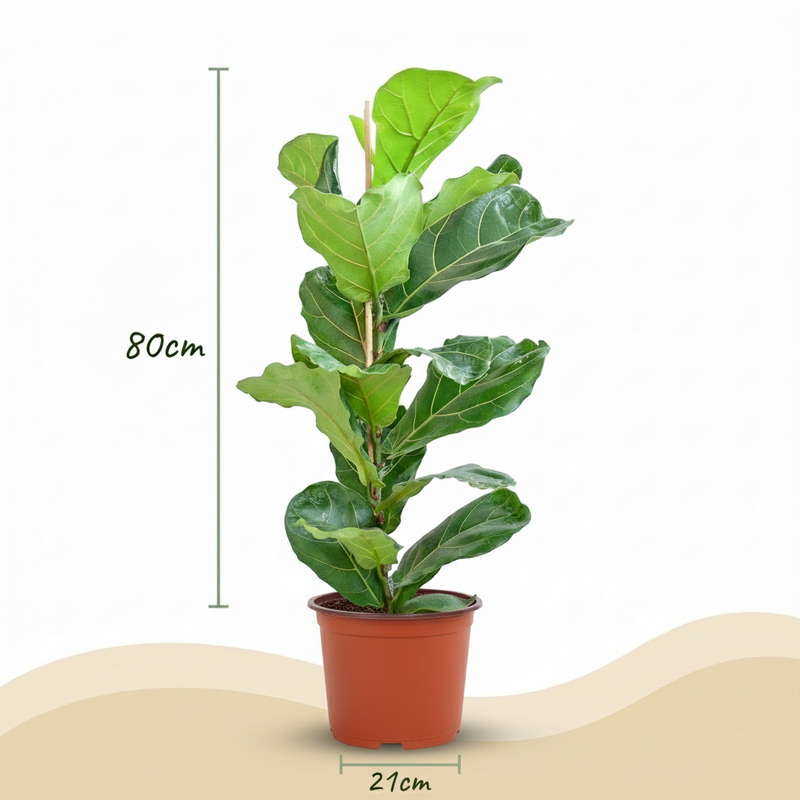 Ficus Lyrata - Higuera violín | Maceta 21 cm, Altura 75 cm