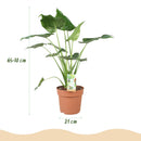 Alocasia Cucullata – Mano de Buda | Maceta 17cm