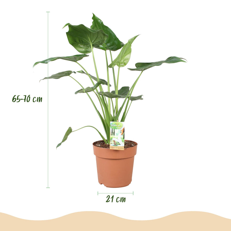 Alocasia Cucullata – Mano de Buda | Maceta 17cm