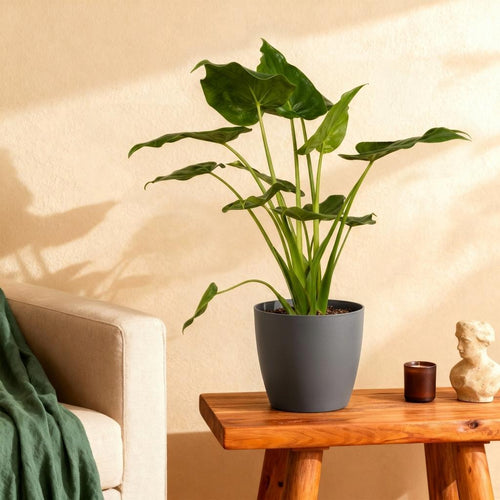 Alocasia Cucullata – Mano de Buda | Maceta 17cm