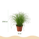 Mezcla de plantas aptas para mascotas x4: Chlorophytum, Cyperus, Phlebodium, Marantha