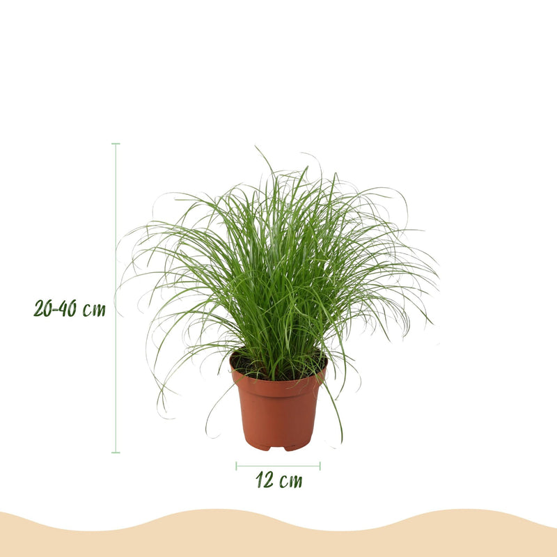 Mezcla de plantas aptas para mascotas x4: Chlorophytum, Cyperus, Phlebodium, Marantha