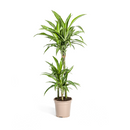 Dracaena raya blanca