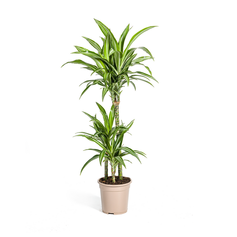 Dracaena raya blanca