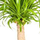 Beaucarnea Recurvata - Baúl con maceta