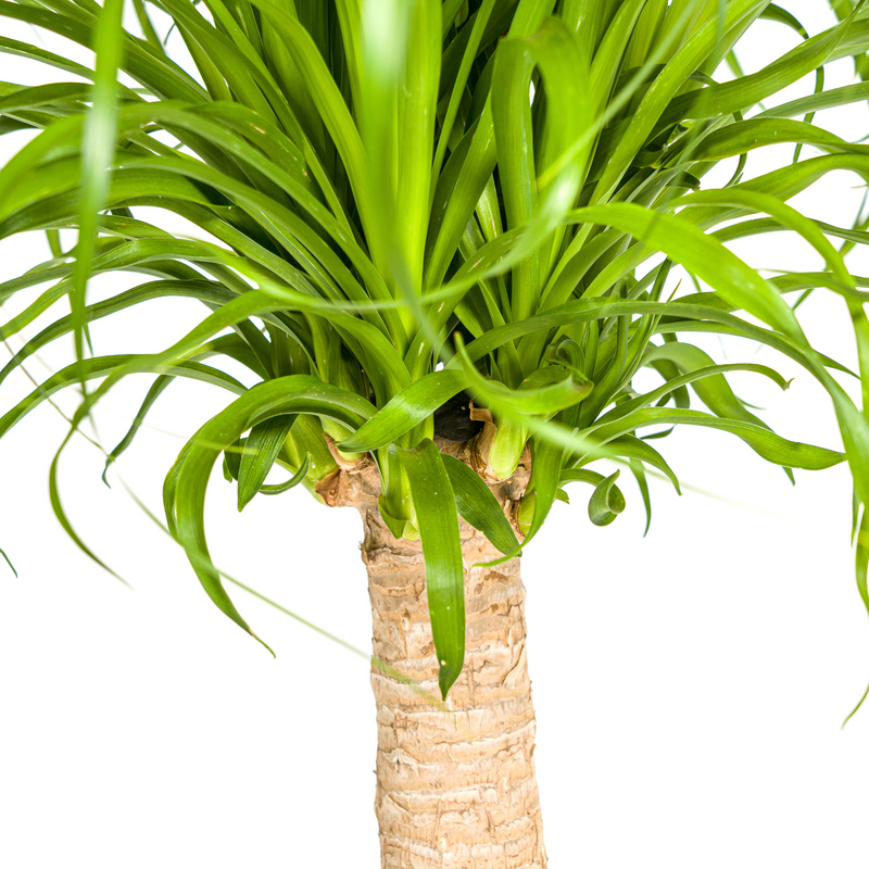Beaucarnea Recurvata - Baúl con maceta