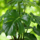 Monstera Deliciosa con Cesta – Planta Agujerada | Maceta 17 cm, Altura 50-55 cm
