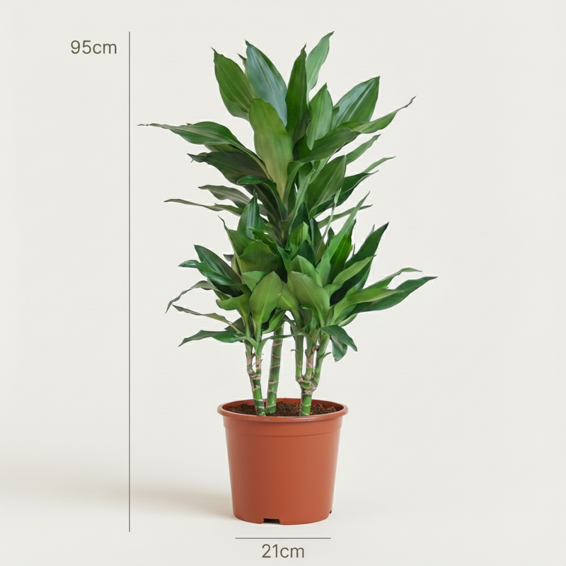 Dracaena Janet Craig – Dracanea interior