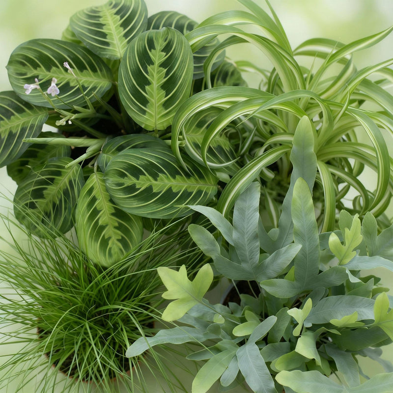Mezcla de plantas aptas para mascotas x4: Chlorophytum, Cyperus, Phlebodium, Marantha
