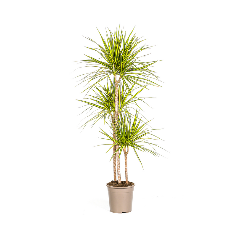 Dracaena Marginata Sunray