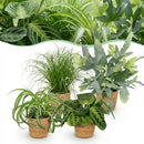 Mezcla de plantas aptas para mascotas x4: Chlorophytum, Cyperus, Phlebodium, Marantha