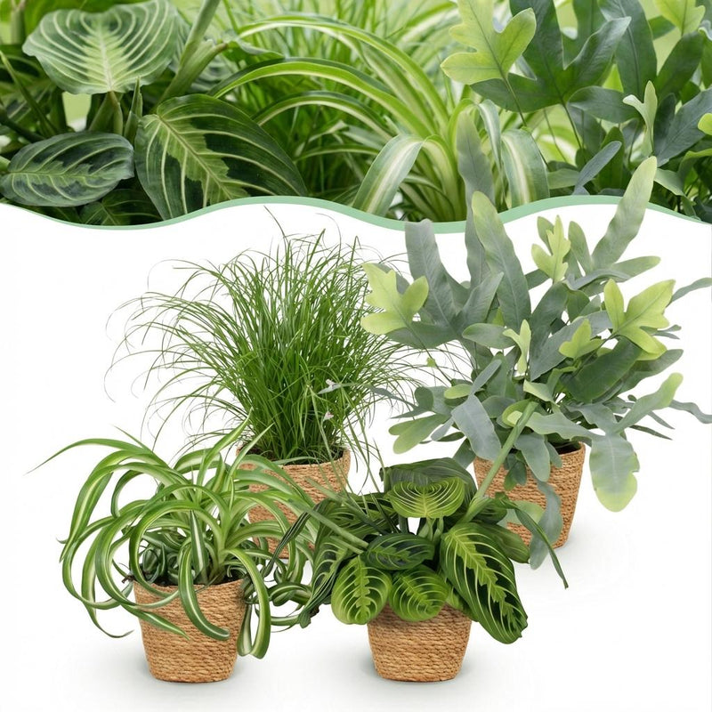 Mezcla de plantas aptas para mascotas x4: Chlorophytum, Cyperus, Phlebodium, Marantha