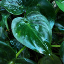 Alocasia Cucullata – Mano de Buda | Maceta 17cm