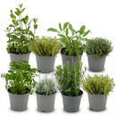 Mezcla aromática italiana x8 | Ø 12 cm, Alto 12-15 cm