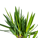 Yuca Elephantipes con maceta