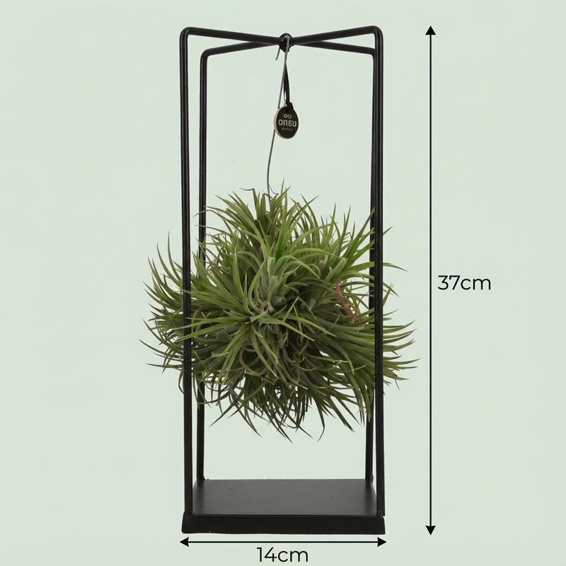 Tillandsia – Planta de aire decorativa | Ø 14 Cm, Alto 37 Cm